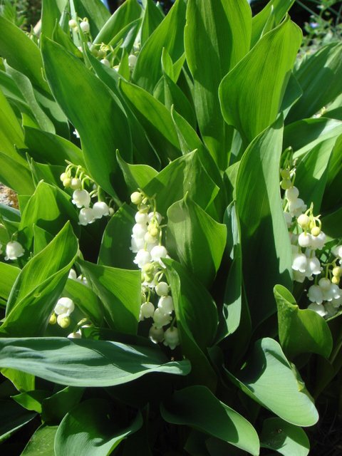 Convallaria majalis